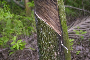 Close up of rubber tree trunk being tapped for natural latex.