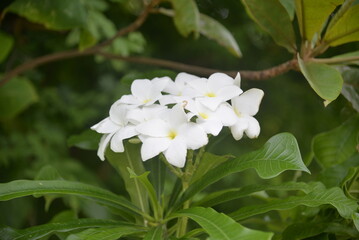 This beautiful image features a cluster of pristine white Plumeria flowers, commonly known as Frangipani, blooming vibrantly against a lush, dark green background of foliage.