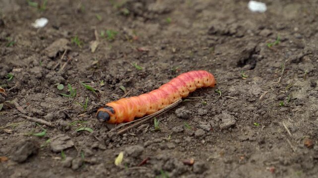 Cossus caterpillar of a wood worm odorous or willow insect pest is crawl on the ground 02