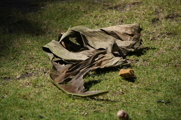 Decomposed banana leaf lying on green grass.