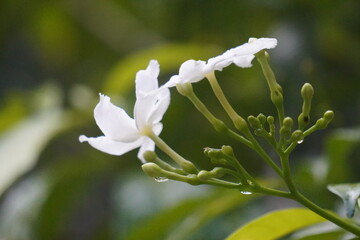 Close-up of delicate white jasmine flowers and buds blooming in a lush green garden.