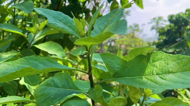 Close-up of Fresh Bitter Leaf Plant in Bright Tropical Garden Sunlight