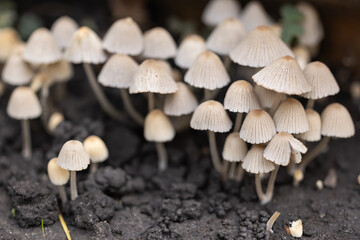 Clusters of Psathyrella and Coprinellus disseminatus mushrooms emerge from decaying wood in a tranquil forest during fall