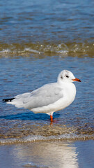 white seagull on the blue water of the sea