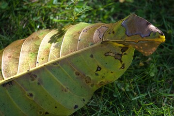 Close-up of a large green leaf with brown edges resting on a grassy surface under natural light.