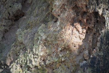 Close-up of textured rock surface with natural patterns and details.