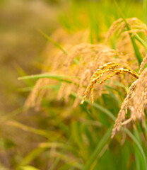 Rice. A large area of rice seedlings growing in the fields of Korea.