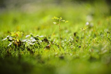 Green grass with small plant growing in the sunlight, nature scene.