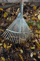 A fan rake on the ground where fallen leaves lie