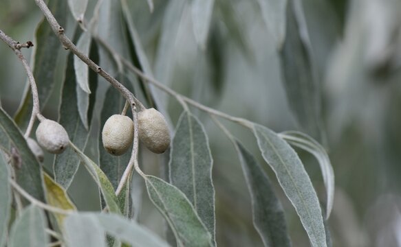 oleaster tree with ripe olives on branch closeup