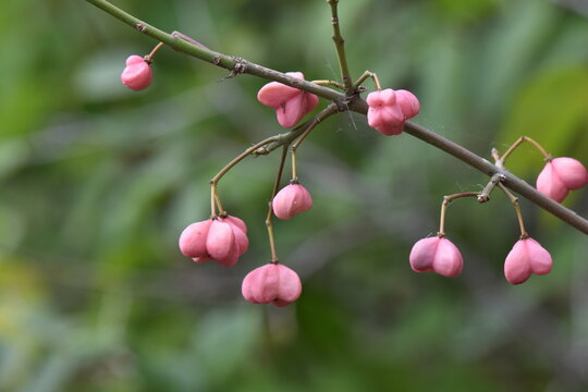 European spindle tree berries on a branch in the forest in the autumn 