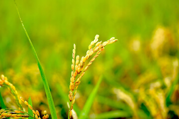 Rice. A large area of rice seedlings growing in the fields of Korea.