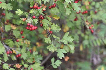 Obraz premium Hawthorn berries on a branch in the autumn forest, close-up. Nature background
