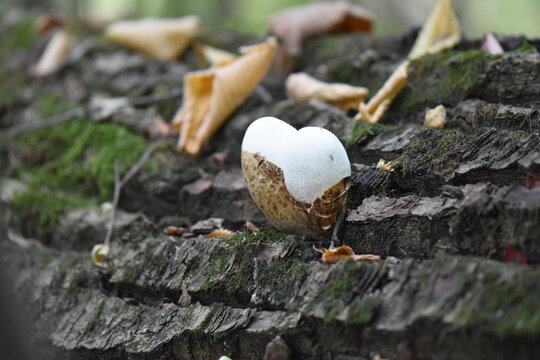 Edible puffball mushroom (Lycoperdon perlatum) on the tree trunk