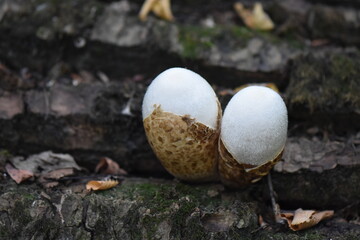 Edible puffball mushroom (Lycoperdon perlatum) on the tree trunk
