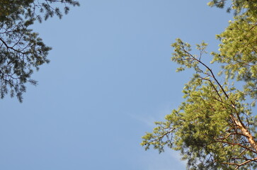 Sky above the pine trees. Summer day in the forest. Blue sky with clouds above the tops of tall pine trees. The trees have long brown trunks with curved branches on which green needles and cones grow.