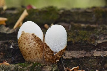 Edible puffball mushroom (Lycoperdon perlatum) on the tree trunk