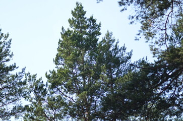 Sky above the pine trees. Summer day in the forest. Blue sky with clouds above the tops of tall pine trees. The trees have long brown trunks with curved branches on which green needles and cones grow.
