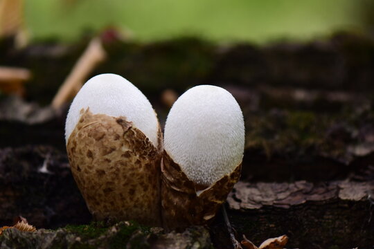Edible puffball mushroom (Lycoperdon perlatum) on the tree trunk