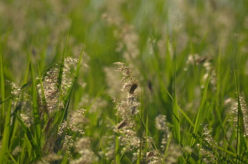 Reeds grow in water. Summer evening near a forest lake, reeds grow in the water near the shore on thin long stems, ripe yellow inflorescences of the plant rise. They sway in the wind.
