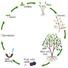 A growth cycle of irga plant on a white background..eps