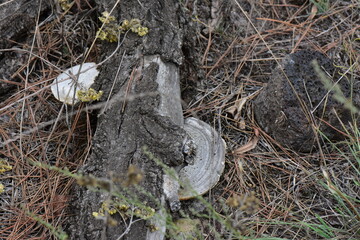 Trametes versicolor Mushroom growing on the bark of a tree in the forest