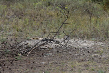 Dry trees in the autumn forest. Dry grass on the ground near to campfire place