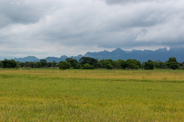Serene Meadow under Cloudy Skies: A wide shot captures a vast, golden meadow stretching towards the horizon, where lush trees meet a range of majestic mountains under a dramatic, overcast sky.