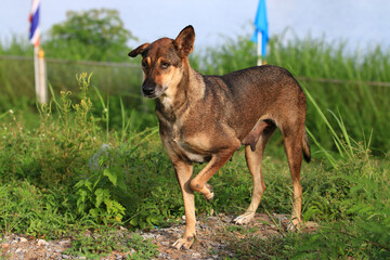 Loyal Canine in the Green: A stoic dog stands proud amidst the greenery, exuding an air of gentle loyalty and warmth, its gaze fixed on the distance. 
