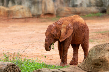 Little Elephant Grazing: A young, majestic elephant, covered in red soil, delicately grazes on green grass. Set against a backdrop of natural rock formations, it embodies the spirit of the wild