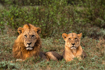 lion and lioness in Kenya