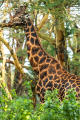 giraffe in the Kenya, nakuru lake