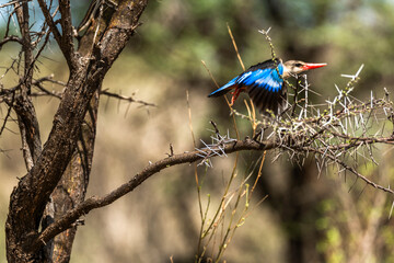 King fisher in kenya national park 