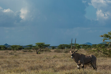 Fototapeta premium Oryx in Masai mara Kenya national park 