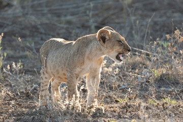 Fototapeta premium lion cub in the savannah. Samburu national park Kenya 
