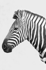 Black and white zebra portrait in Kenya 