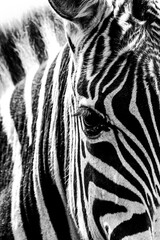 black and white zebra close up
