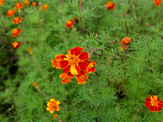 Close up of a French Marigold or Tagetes patula.