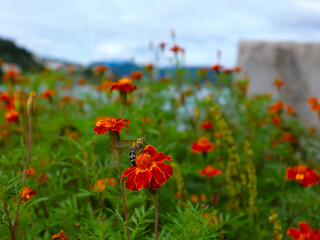 A bee collecting nectar on a vibrant orange marigold flower in a garden.