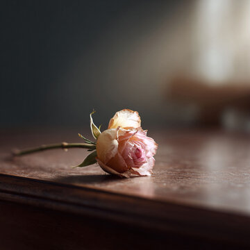 Faded beauty. A delicate, withered rose rests on a wooden surface, bathed in soft light. Evokes nostalgia, lost love, aging, and fleeting moments. Ideal for sentimental themes.