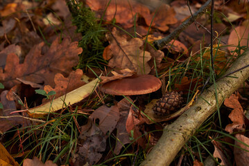 mushroom in the forest