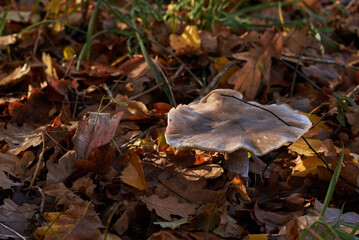 mushroom in autumn