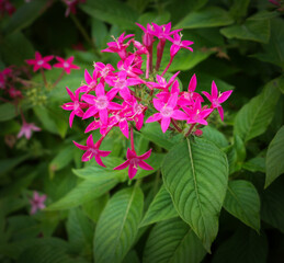 Close up of a Star Flower or Egyptian Star Cluster.