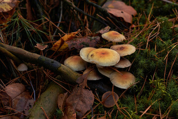 mushrooms in the forest