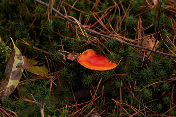 краснйй гриб