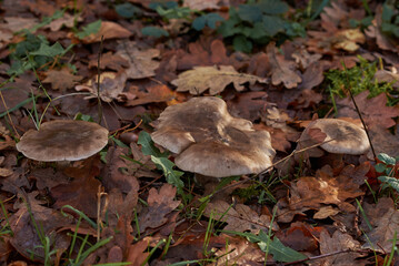 mushroom in the forest