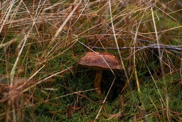 mushroom in the grass