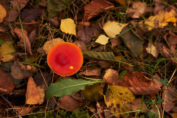 red mushroom in autumn forest