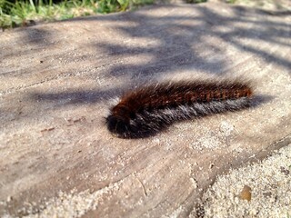 Caterpillar walkning