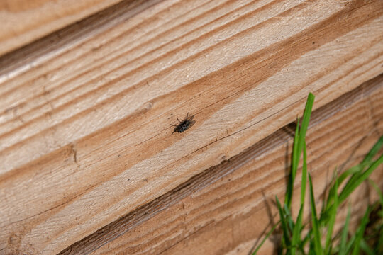 Mouche sur le bas d'un composteur ext&eacute;rieur